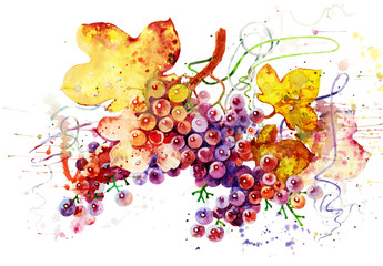 Multi- colored grapes. Bunch of grapes, watercolor illustration on white background. Beautiful watercolor fruits. Colorful fruit background for design and creativity.