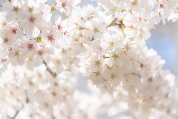 Obraz premium 桜の花