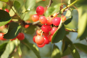 almost ripe cherries