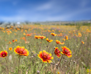 summer flowers on meadow