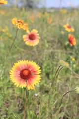 nice summer flower on summer meadow