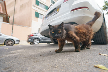 Scared cat on the Brussels street