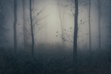 mysterious forest landscape with trees in fog