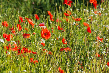 Fototapeta na wymiar Field of red flowering poppies in sunlight