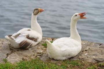 Naklejka na ściany i meble Two sitting alarming white wild geese