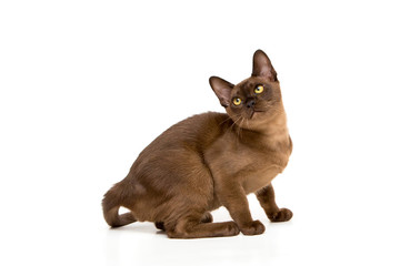 Brown burmese cat. On a white background.