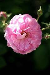 tea pink rose with rain drops