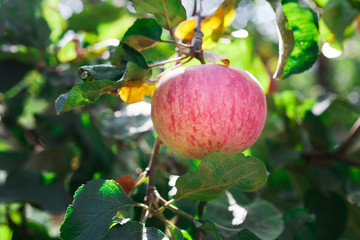 Red ripe apple on branch closeup of tree in garden