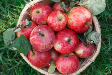 Basket with apples harvest on grass, top view