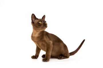 Brown burmese cat. On a white background.