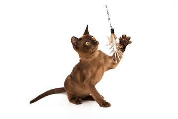 Brown burmese cat. On a white background.