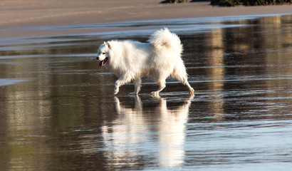 White Samoyed purebred pet dog walking along water’s edge on beach with reflection in water