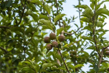 Apples in plantation