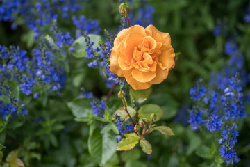 Blooming orange rose in the garden on a summer day