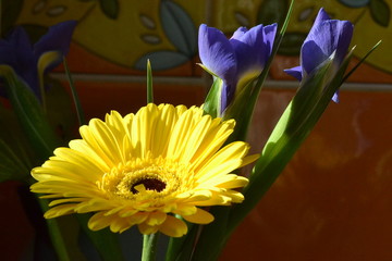 bouquet flower gerbera iris yellow amber blue flora nature