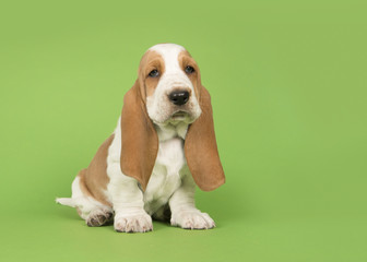 Cute basset hound puppy sitting on a green background