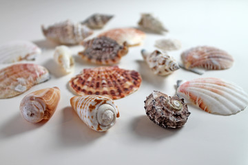 Seashells collection on white background.