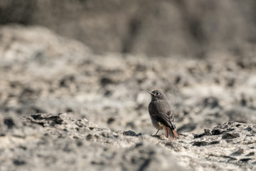 Oiseau de la côte d'Opale