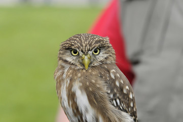 Sperlingskauz (Glaucidium passerinum), Biosphärengebiet, Schwäbische Alb, Baden-Württemberg, Deutschland, Europa