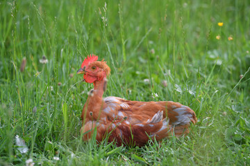 Nackthals Hahn sitzt im Gras