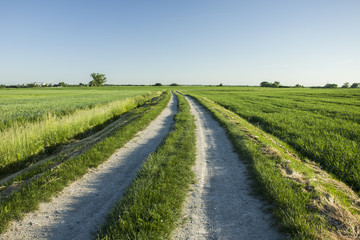 Fototapeta na wymiar Long road through green fields