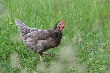 Eine Grünleger Henne im Gras