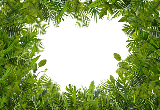 Summer tropical leaves for banner and background, different kind of leaf, rainforest plant. copy space and blank text.