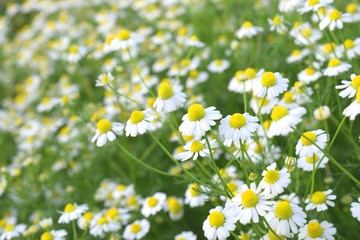 満開のカモミールの花、ハーブガーデン
