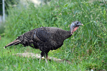 Bronzepute auf einer Wiese