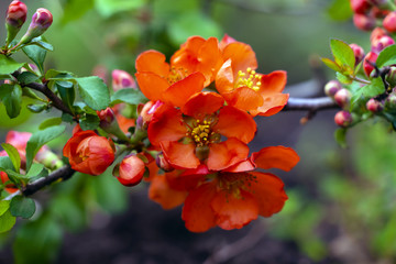 Red flowers of quince