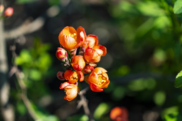 Beautiful red quince flowers