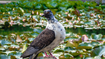Pigeon