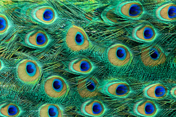 Beautiful peacock bird tail feathers in close up