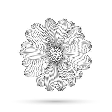 Hand-drawing vector flower chamomile. Element for design.