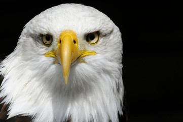 Weißkopfseeadler (Haliaeetus leucocephalus), Vorkommen in Nordamerika, captive, Deutschland, Europa