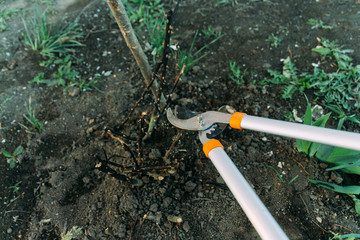 Pruning roses early in the spring. Formation of a rose bush by a gardener. Secateur in the hands of the gardener.