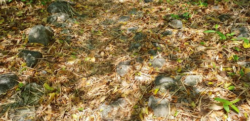 Abstract background, dry leaves on the ground in the forest, dead leaf texture, Natural brown wallpaper concept.