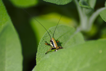 Cavalletta