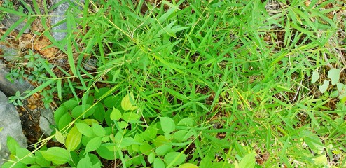 Green background of the ground cover plants. leaves texture. Top view. Natural green concept, Grass texture. Abstract background.