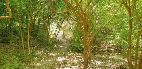 Travel Thailand - road in the woods in Khao Nang Phanthurat Forest Park at Cha am. road in the...