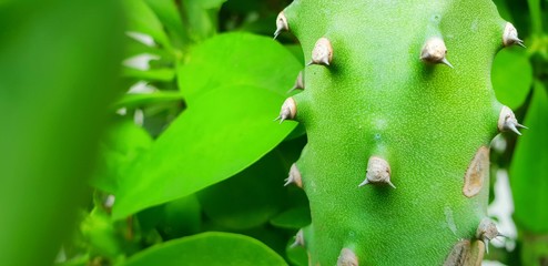Close up trunk of cactus on blurred leaves background. thorns of cactus,  Natural green wallpaper...