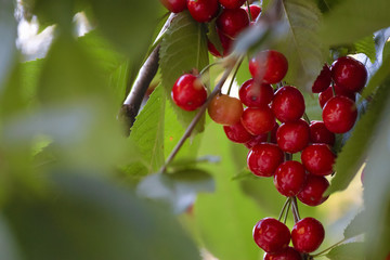 branch of red ripe cherries on a tree