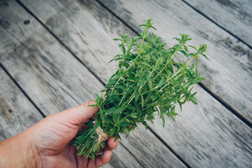 Thyme bunch in hand. Bundle of fresh thymes on a wooden background