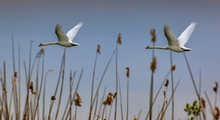 The beauty of the Romanian Danube Delta