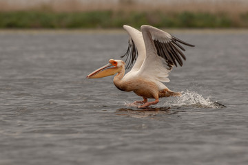 The beauty of the Romanian Danube Delta