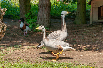 gray geese in the garden