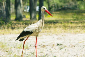 Stork walking in sand wood and looking for food. Beautiful big bird in nature