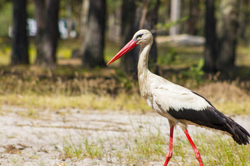 Stork walk and looks food. Beautiful big bird in nature