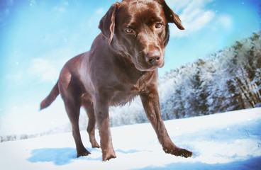 Labrador im Winterwonderland