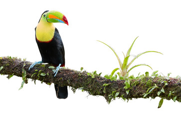 Isolated on white background, famous tropical bird with enormous beak, Keel-billed toucan, Ramphastos sulfuratus, perched on a mossy branch. Costa Rican black-yellow toucan, wild animal. Costa Rica.